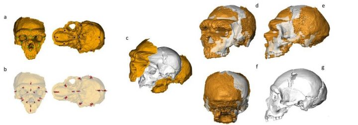 En el cráneo de un neandertal con tecnología virtual