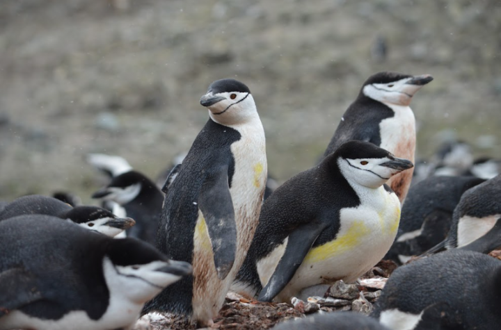 Pingüinos barbijo están en riesgo por falta de kril