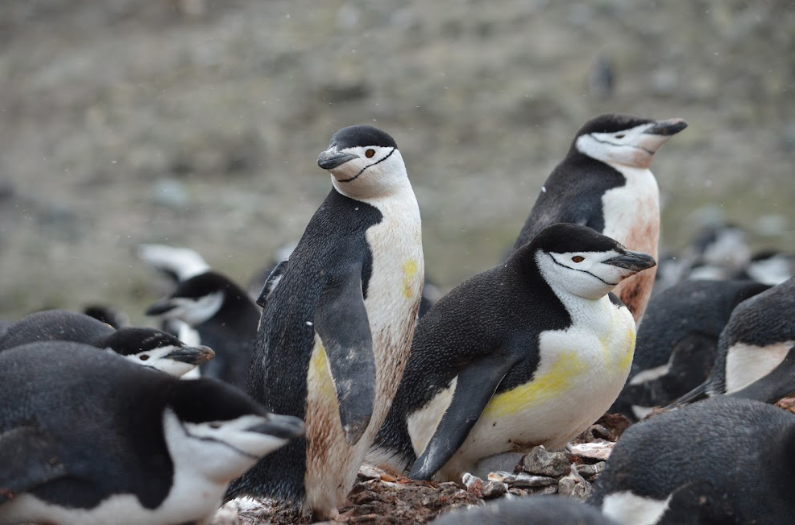 Pingüinos barbijo están en riesgo por falta de kril