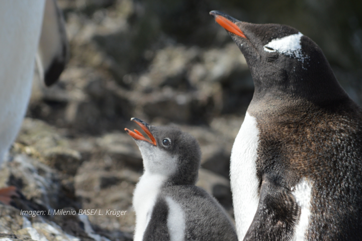 Día Internacional del Pingüino: ¡El ave más adorable!