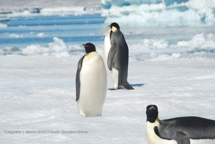 Tras los pasos y la genética del pingüino Emperador