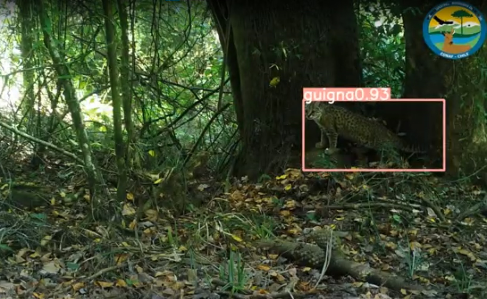 Aplican IA en fotomonitoreo de las áreas protegidas