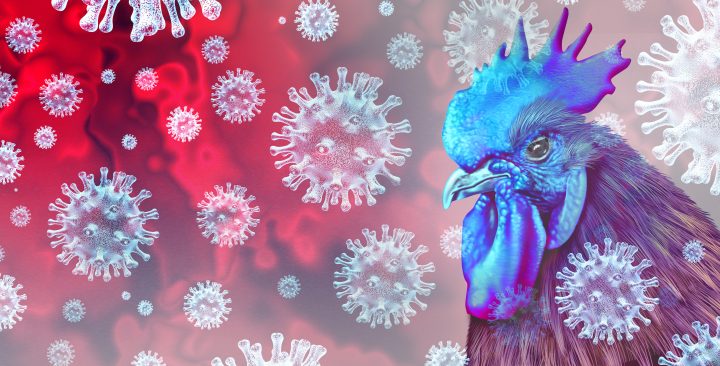 Gripe aviar: ¿A qué nos enfrentamos?