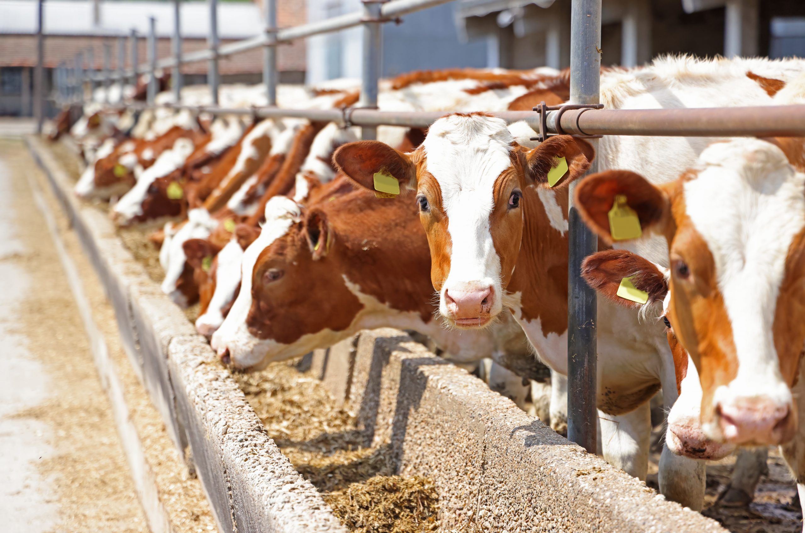 ¿Cómo se hace un filete de carne «cruelty-free»?