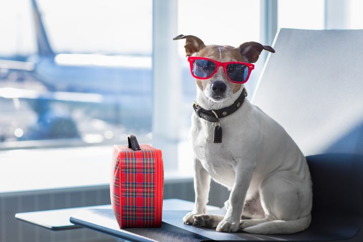 Tips para cuidar a tus mascotas en vacaciones