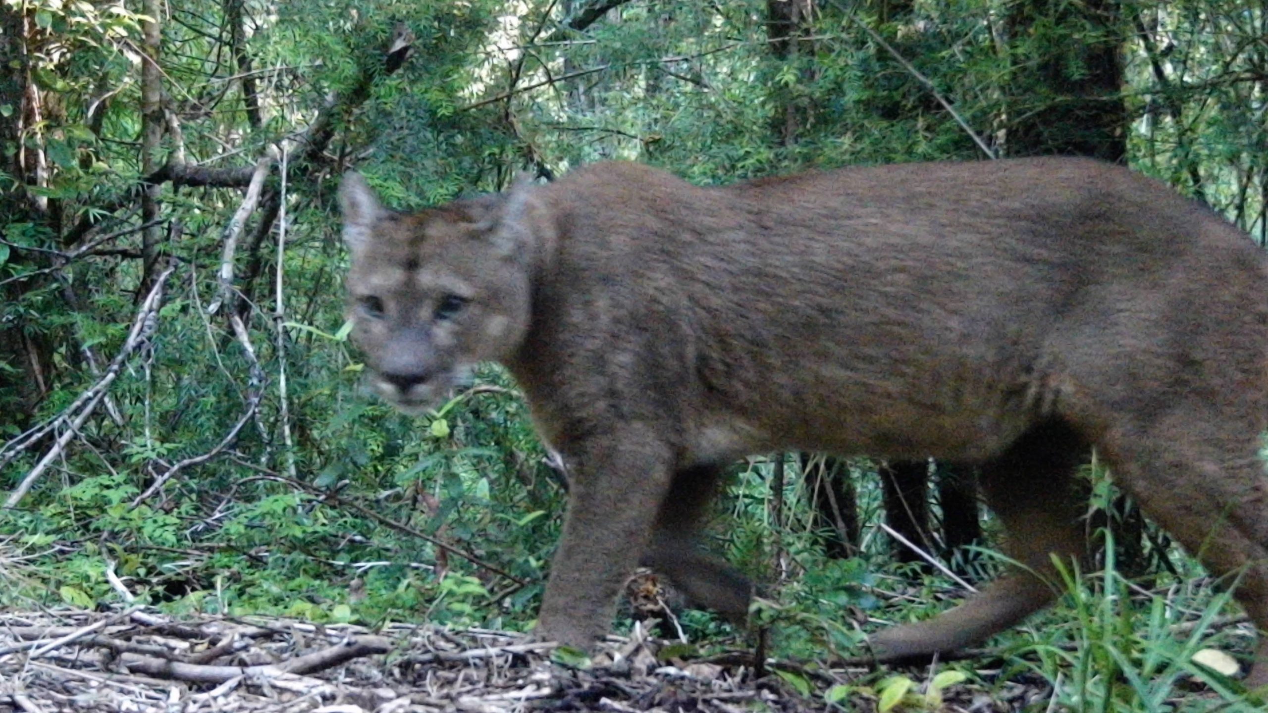 Lo mejor de la fauna del Parque Nacional Puyehue