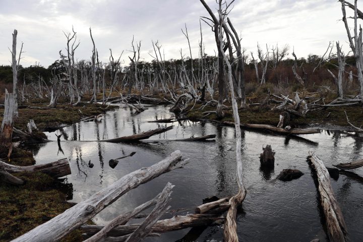 El castor, la plaga que arrasa bosques de la Patagonia