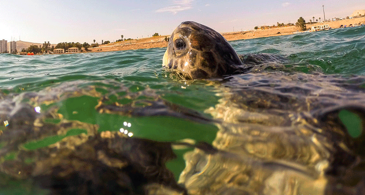 Hogar de las tortugas verdes está protegido en el norte