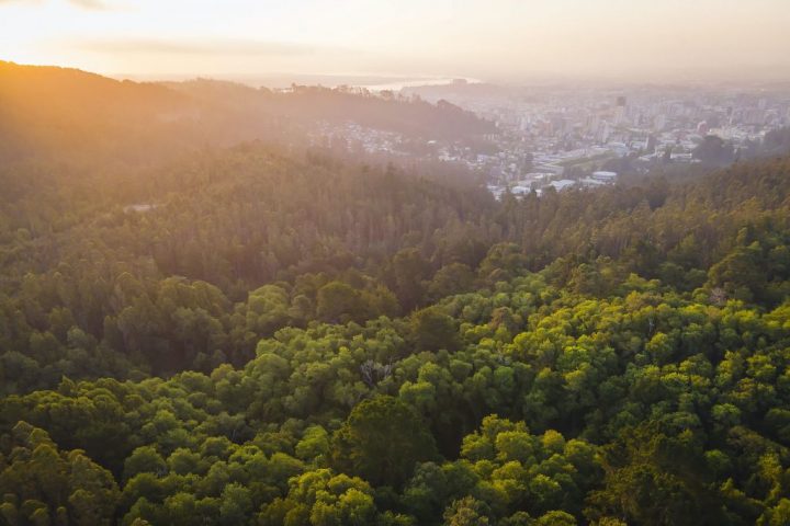 U de Concepción inicia proyecto Campus Naturaleza