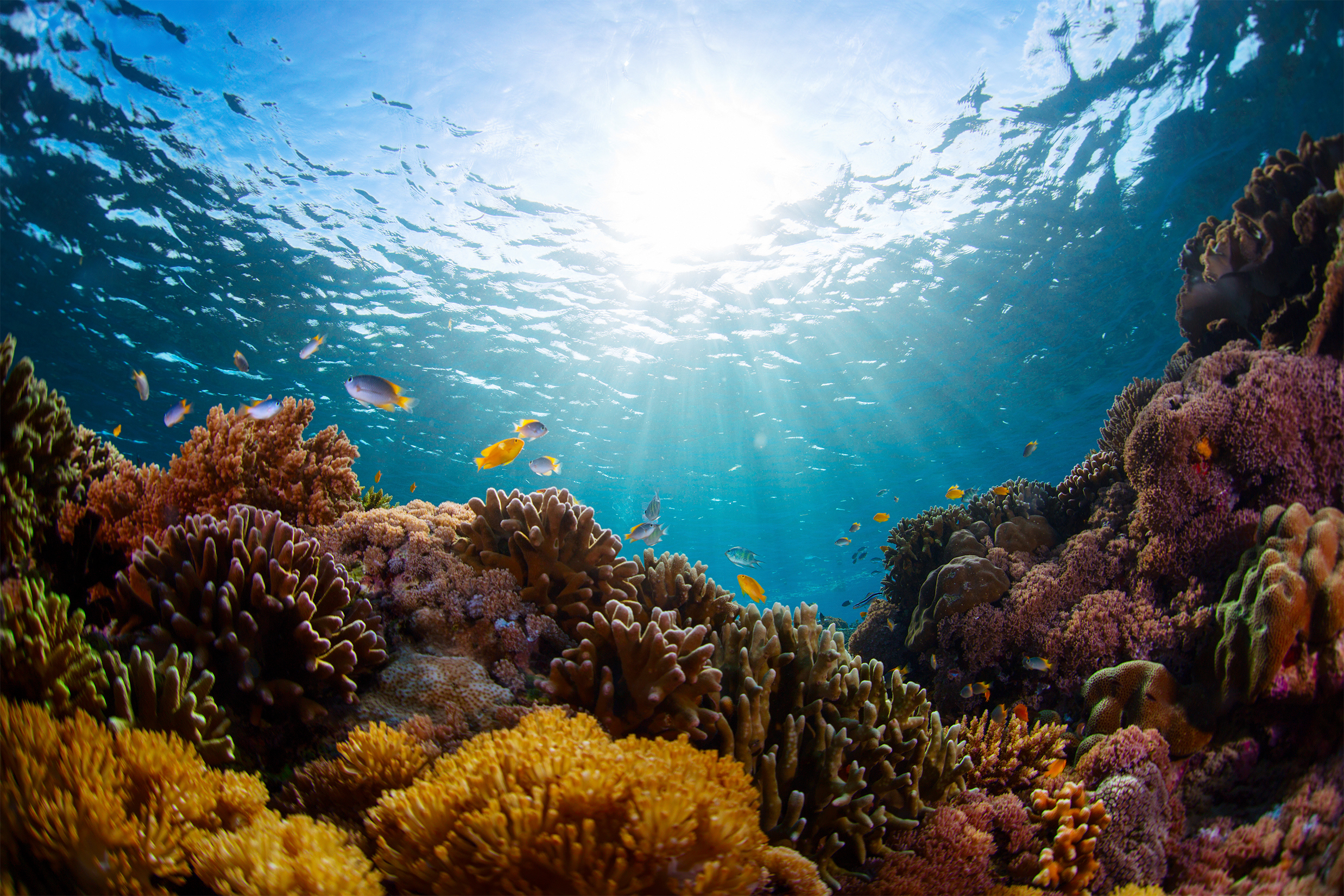 Humanos tras el declive del ecosistema del Atlántico