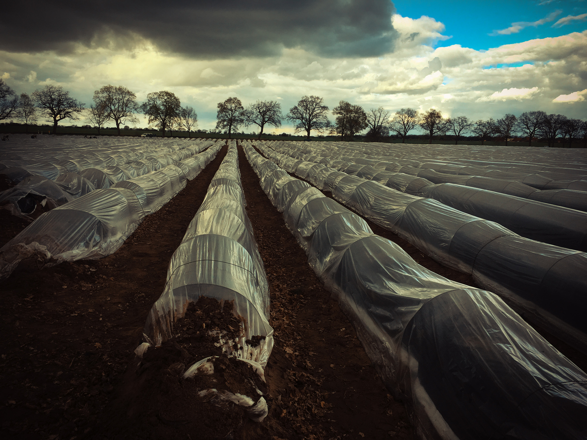 UC aconseja regular plásticos usados en la agricultura