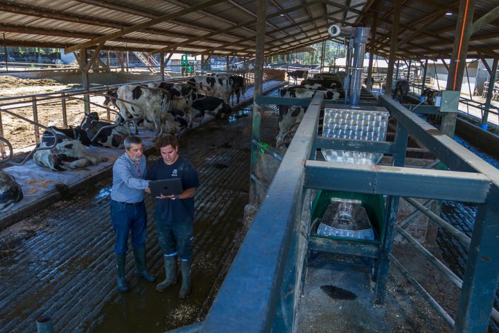 Con algas buscan disminuir metano de los rumiantes