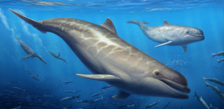 «Olympicetus thalassodon», la ballena primitiva