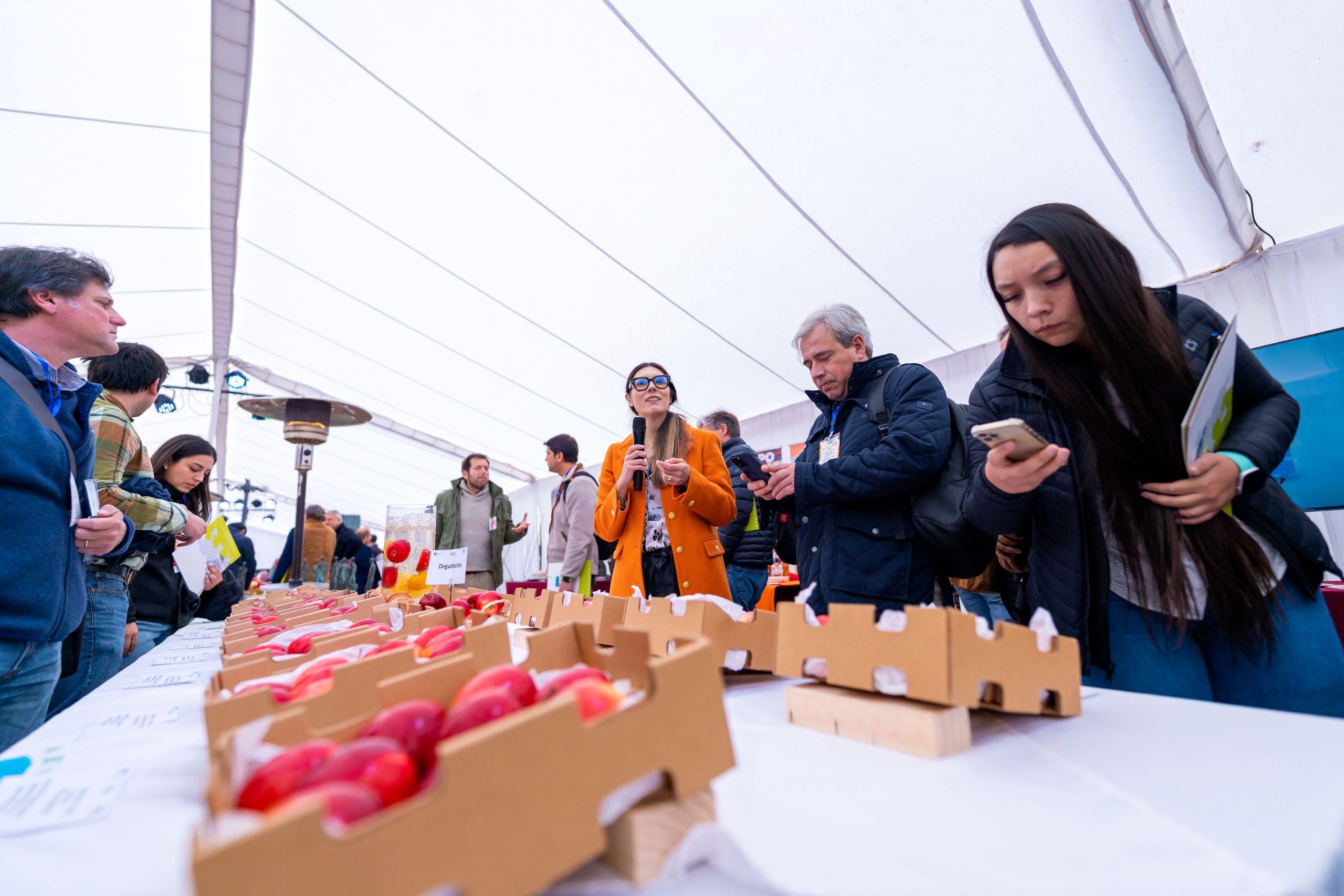 U de Talca desarrolla nuevo tipo de manzanas y peras