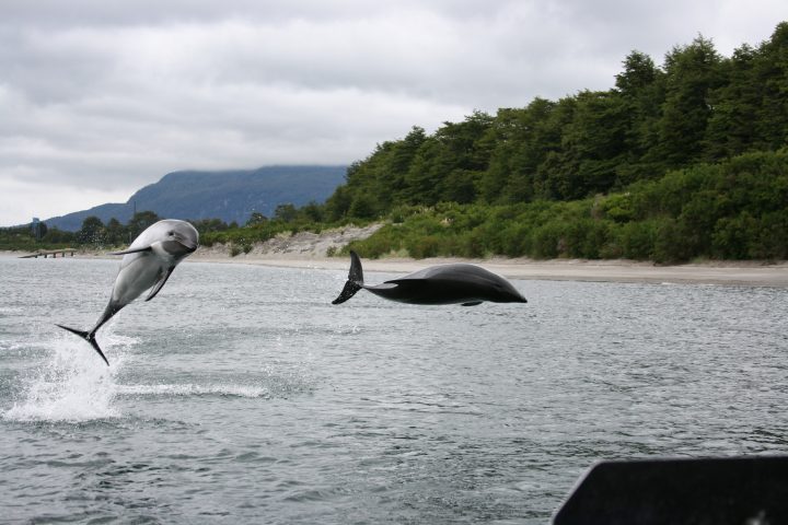 Tráfico marítimo amenaza a cetáceos de la Patagonia