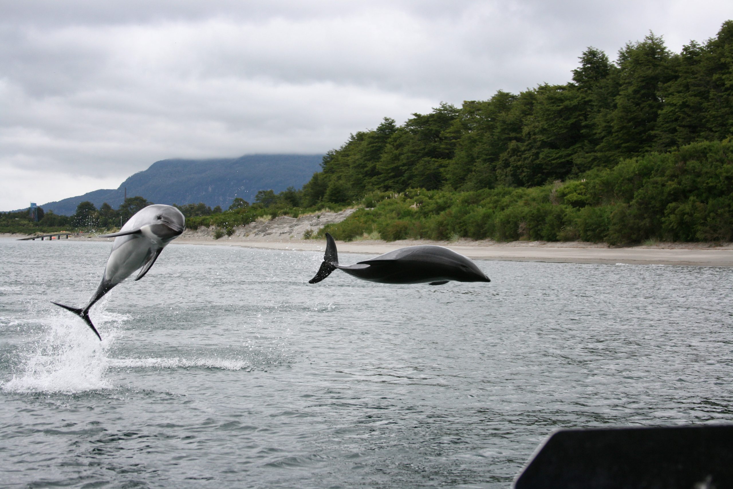 Tráfico marítimo amenaza a cetáceos de la Patagonia