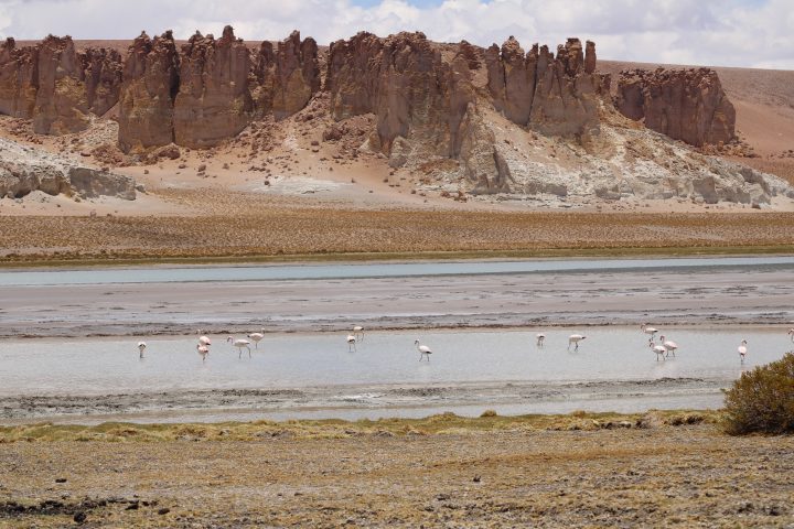 Notoria recuperación del Salar Tara