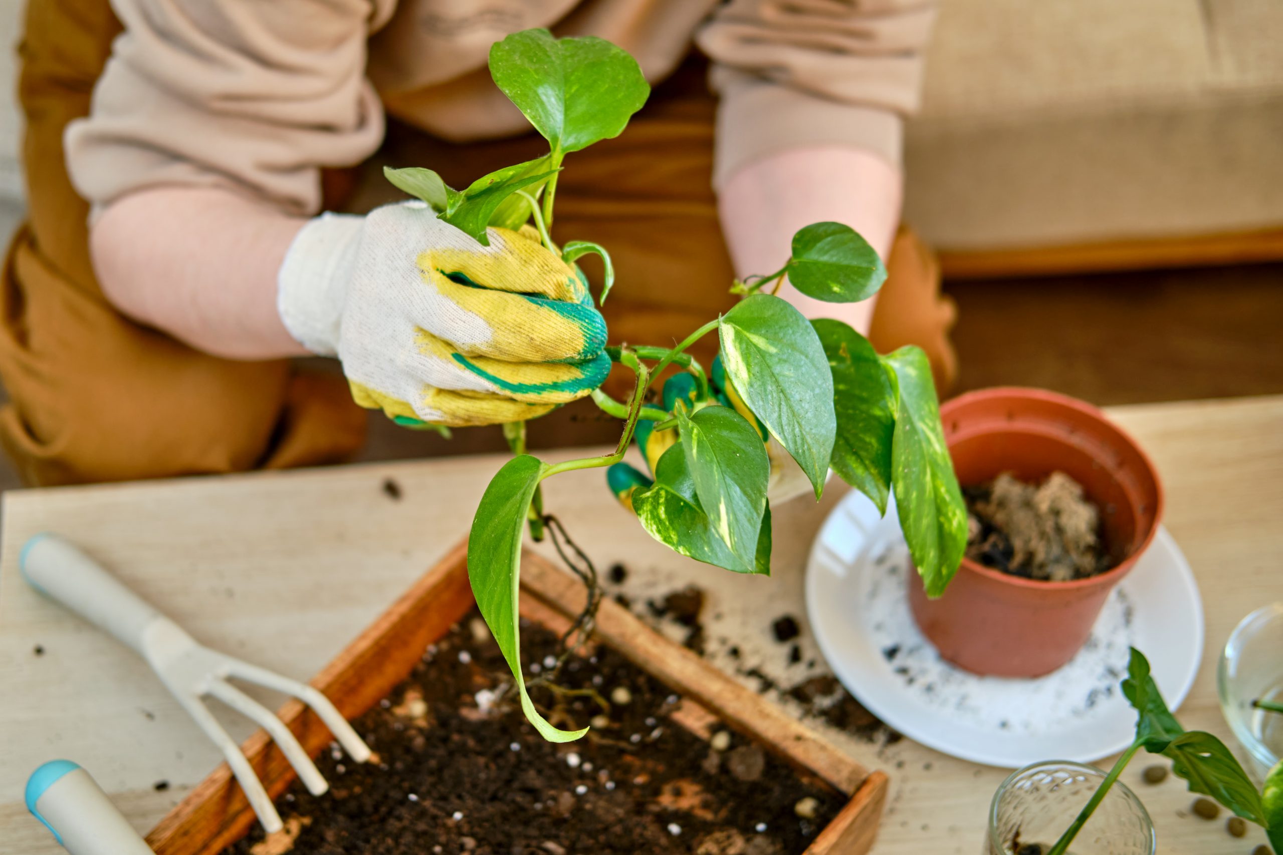 Plantas para combatir ‘síndrome del edificio enfermo’