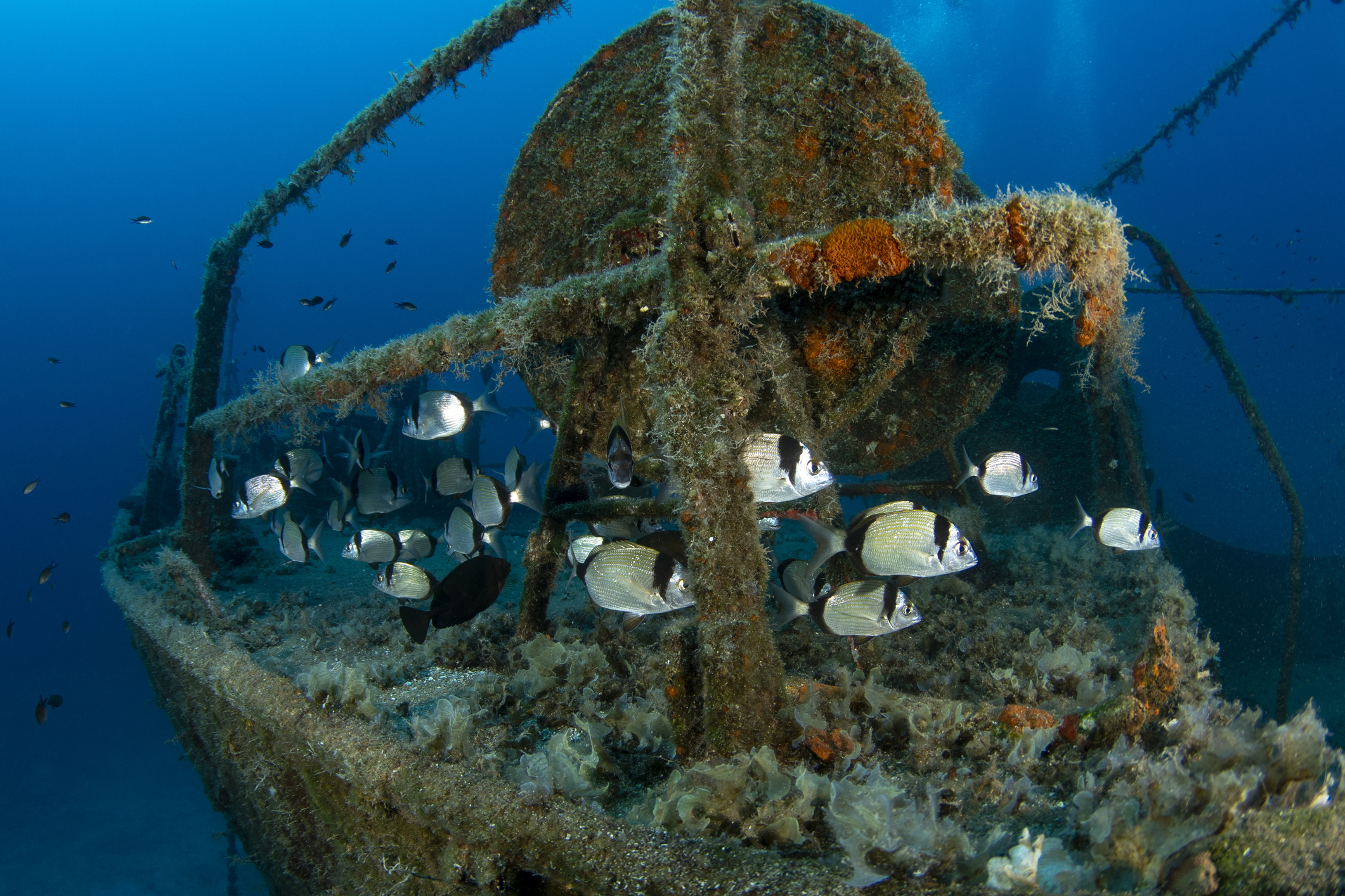 Dan por muertos a pasajeros de expedición al Titanic