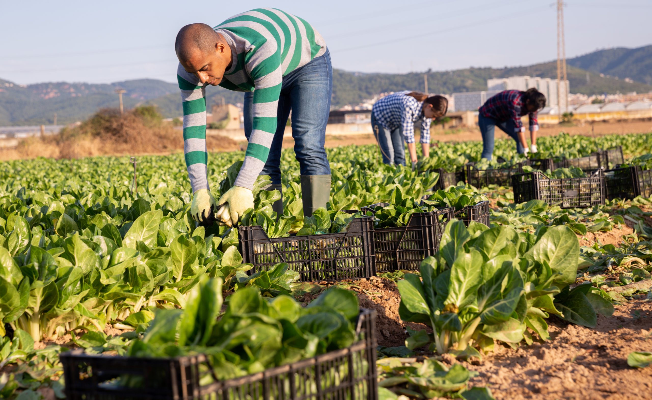 FAO advierte sobre mortalidad de alimentos contaminados