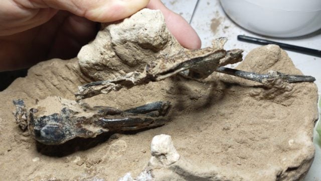 Hallan fósil de pájaro carpintero de 200 mil años