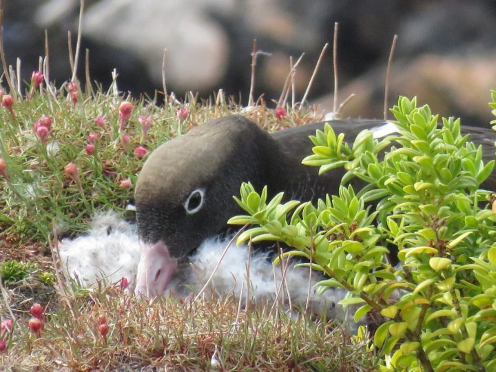 Hallan 13 nuevas especies de aves en islote Albatros