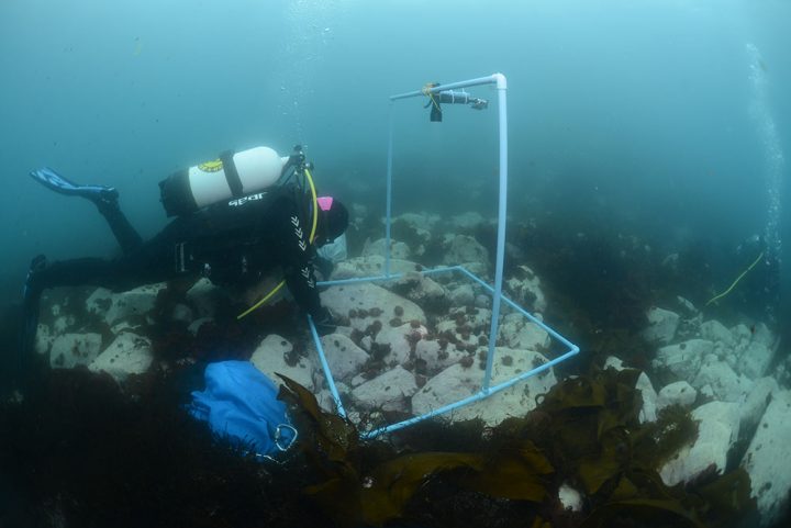 ¿Cómo afecta la crisis climática a los erizos de mar?