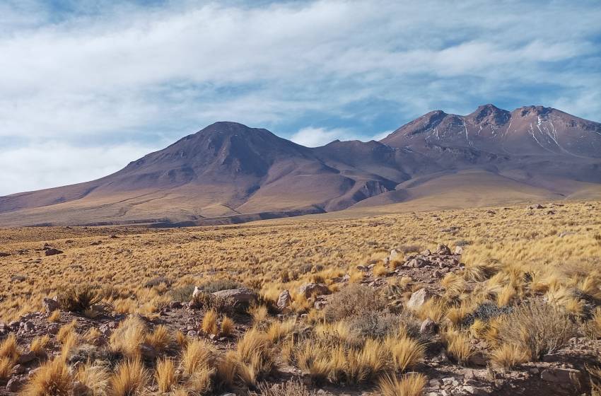 ¿Cómo interactúan bacterias y plantas del desierto?