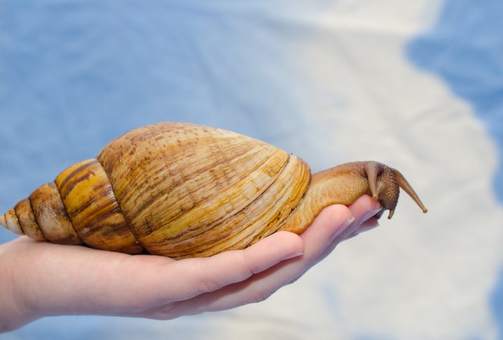 SAG lanzó alerta por presencia del caracol gigante africano