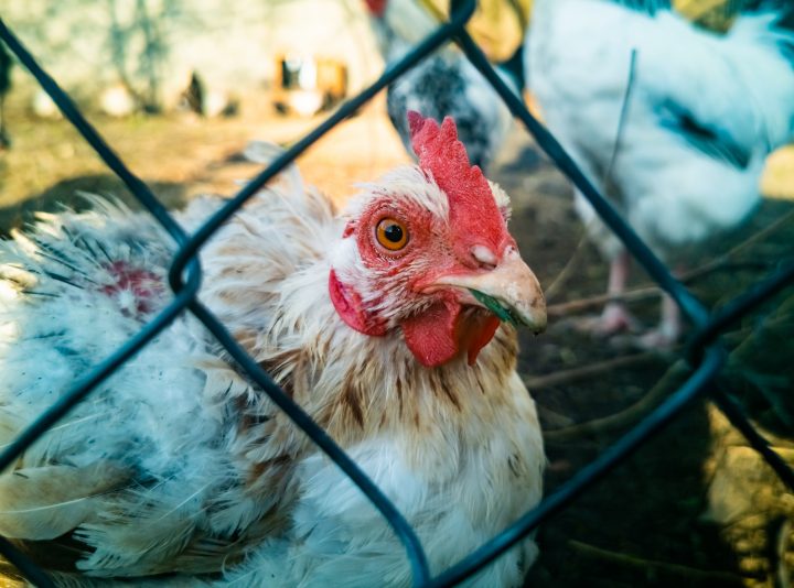 Influenza aviar podría mutar en los mamíferos