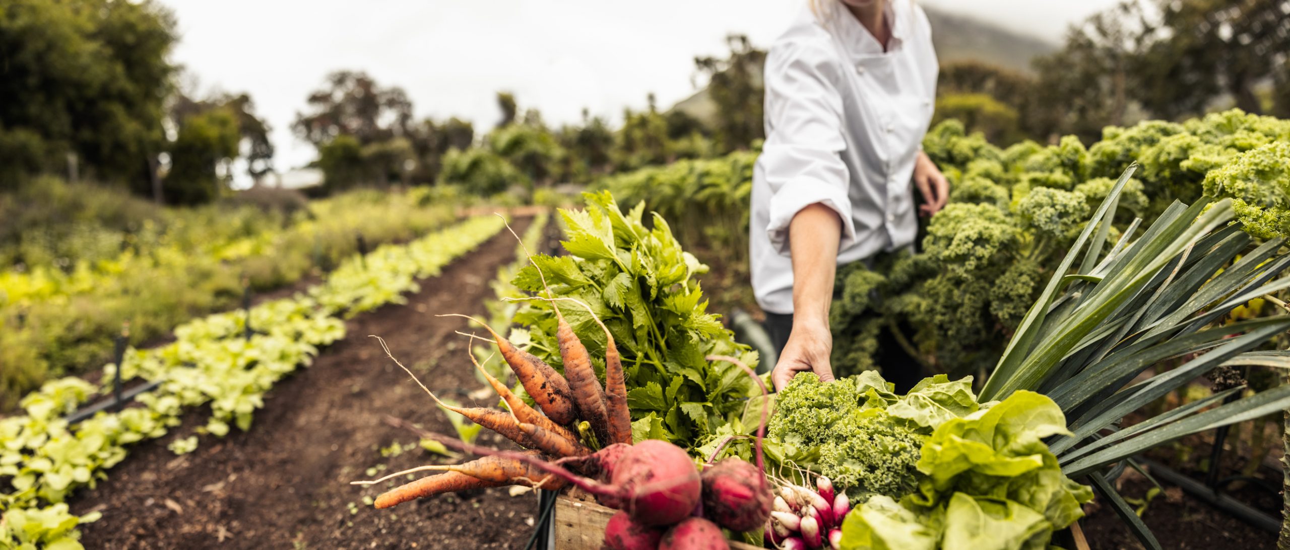 Estudian extractos de frutas para prevenir trombosis