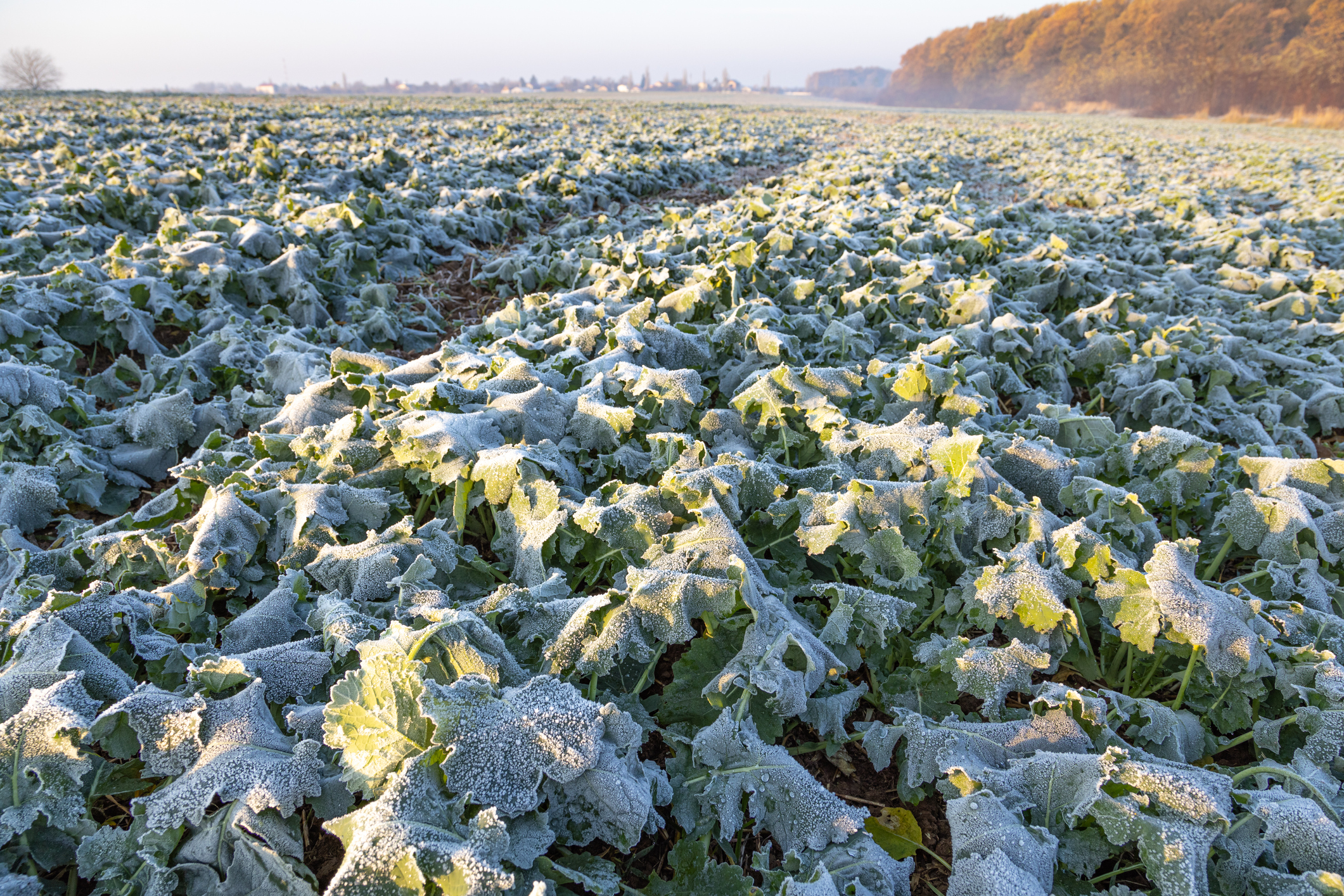 El Niño: ¿Traerá heladas para la agricultura?