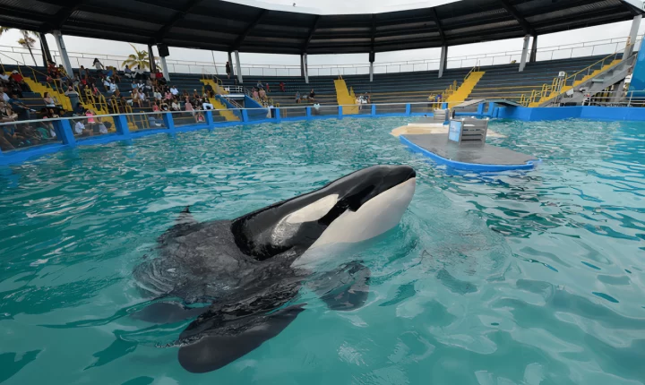 Animalistas lamentan la muerte de orca Lolita en cautiverio