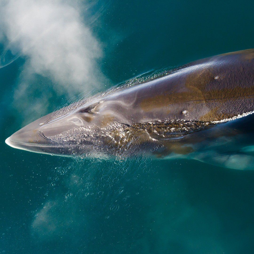 Ballena minke antártica; la última melodía en ser descifrada