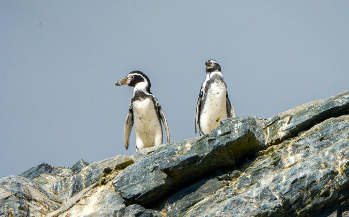 Se aprueba norma para proteger al pingüino de Humboldt