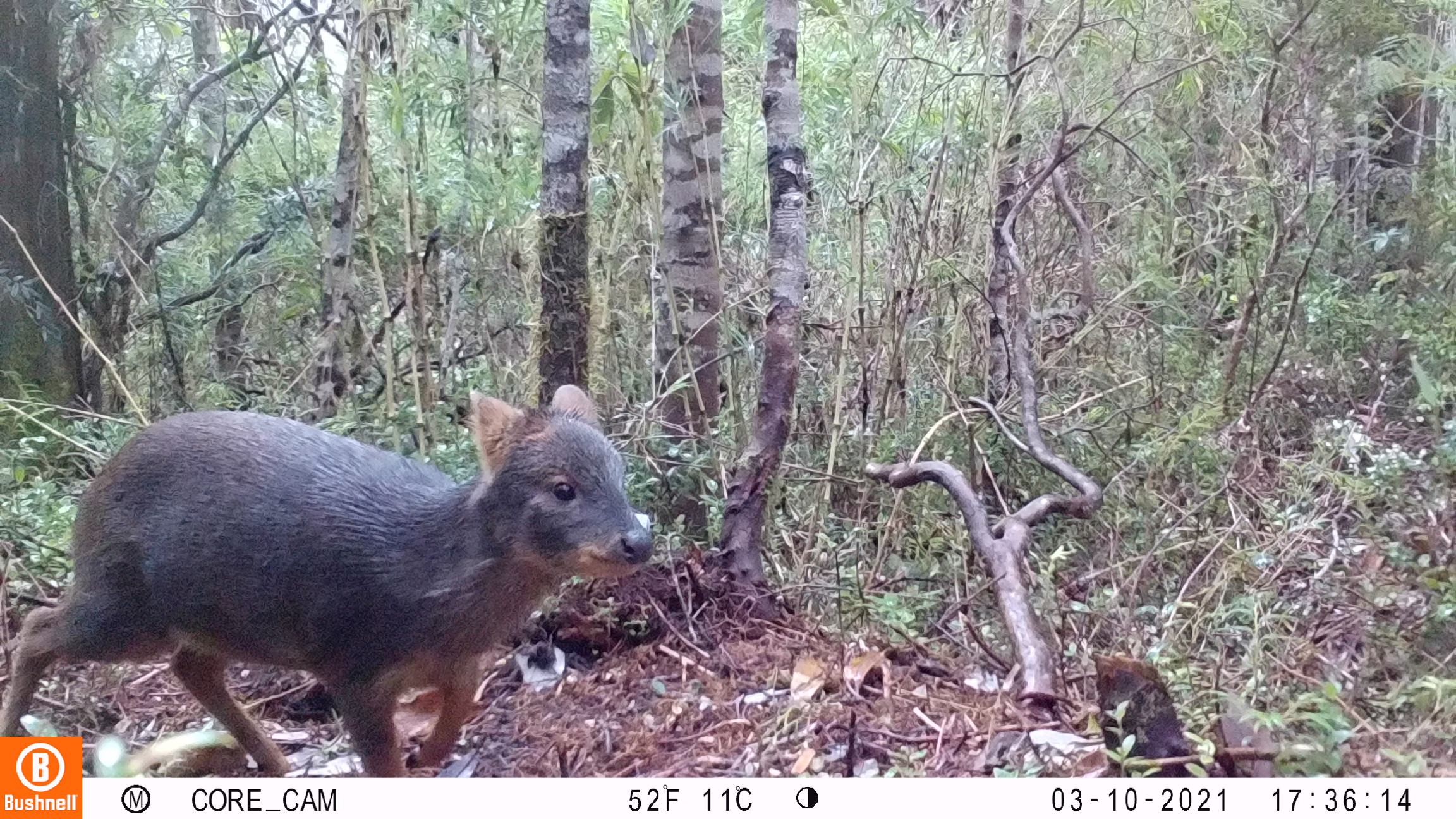 Cientos de animales nativos atropellados en áreas protegidas