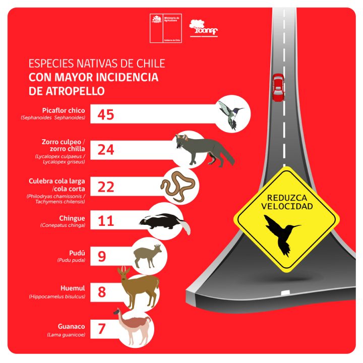 Gráfica de especies con mayor incidencia de atropello