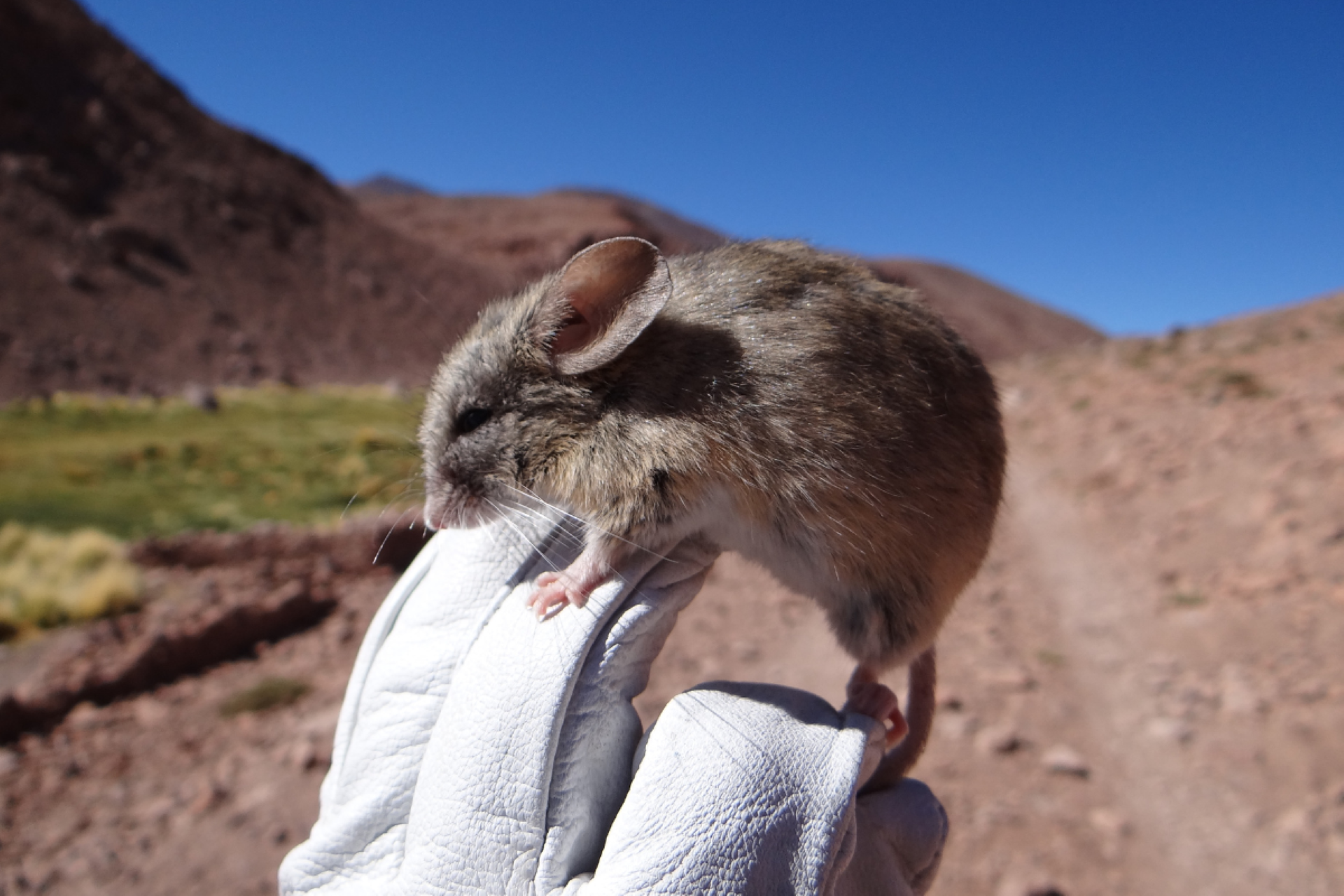 Ratones momificados revelan cómo sobrevivieron a las alturas