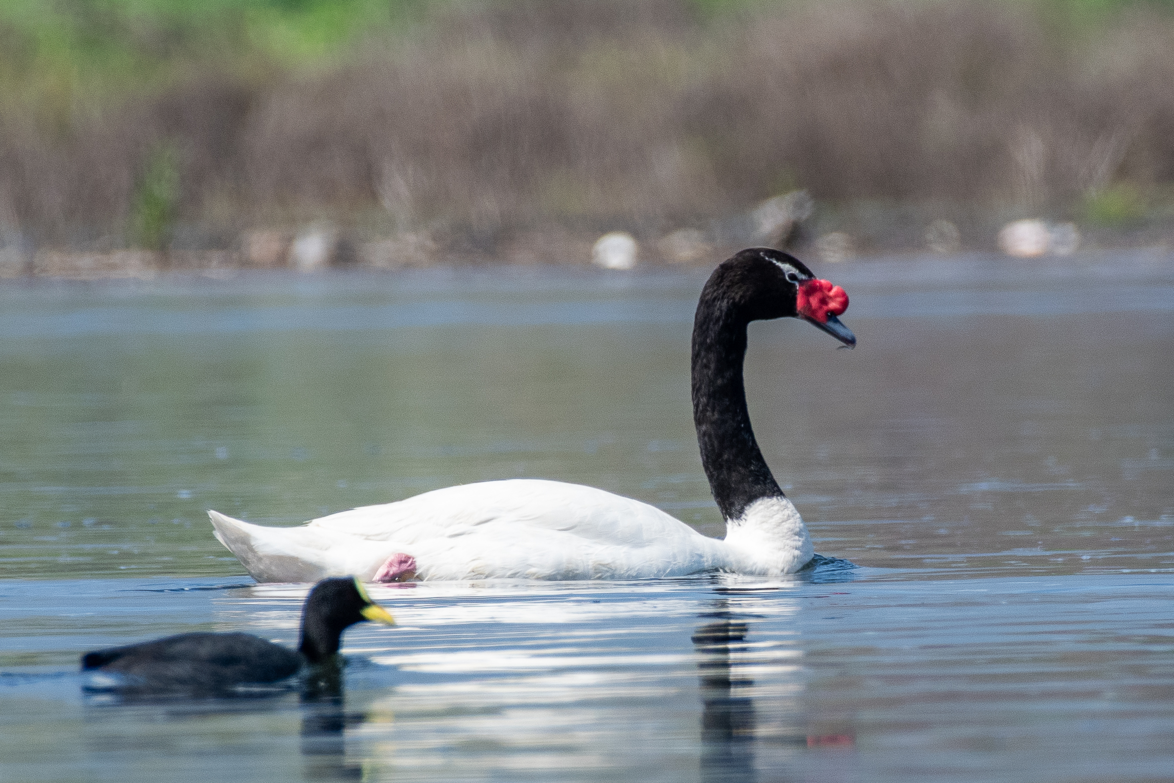 El renacer de la Laguna Aculeo como refugio de biodiversidad