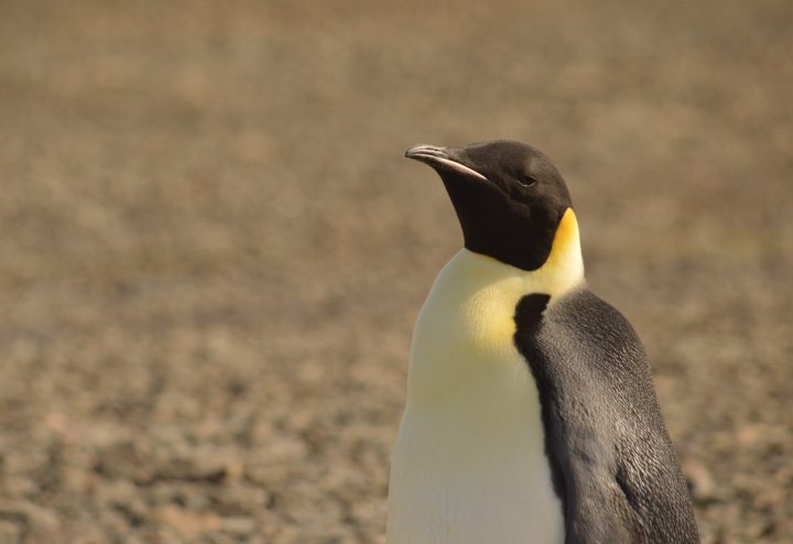 ¿Cómo impacta el cambio climático al pingüino Emperador?