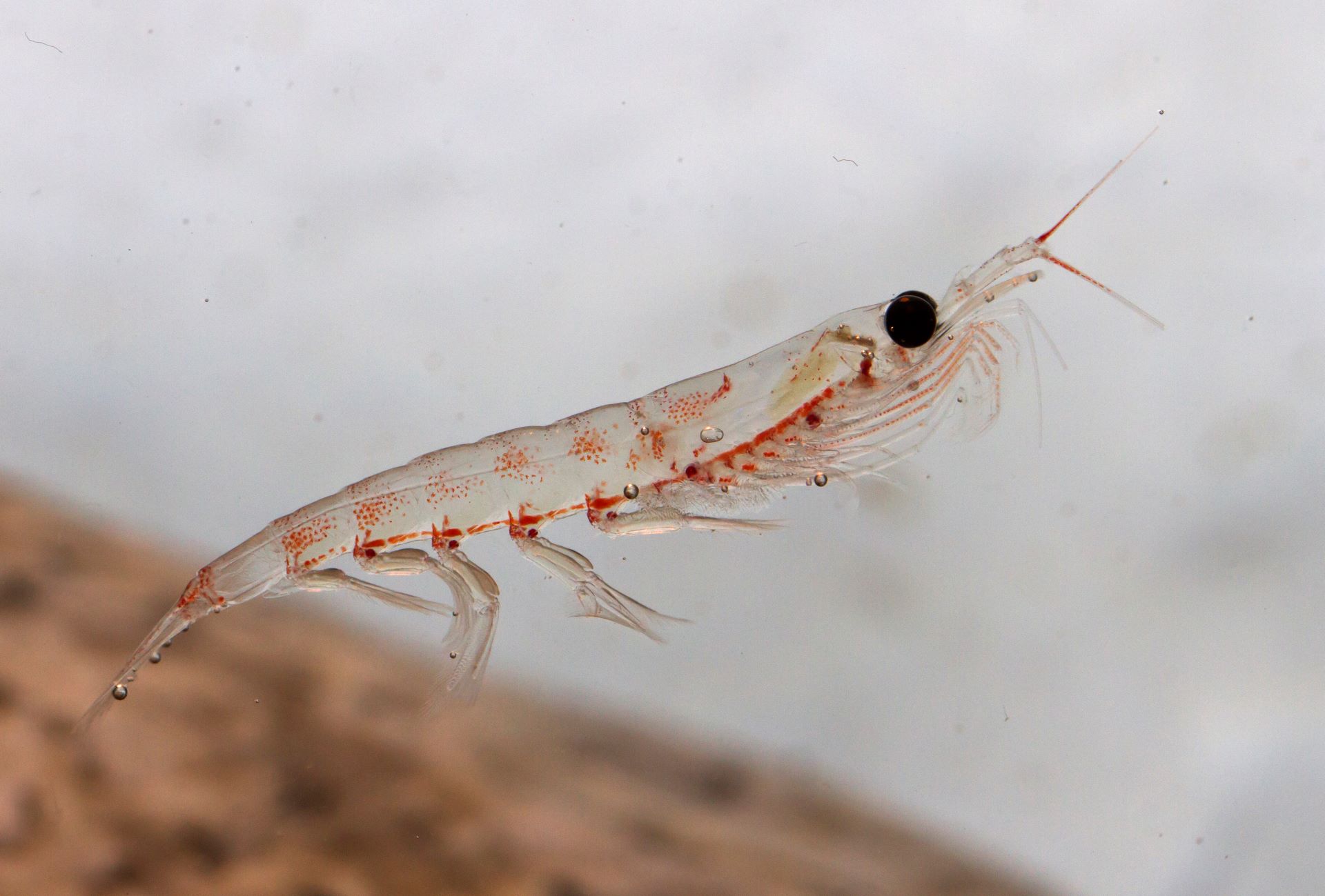 Investigadores aplican IA para gestionar el Krill en la Antártica