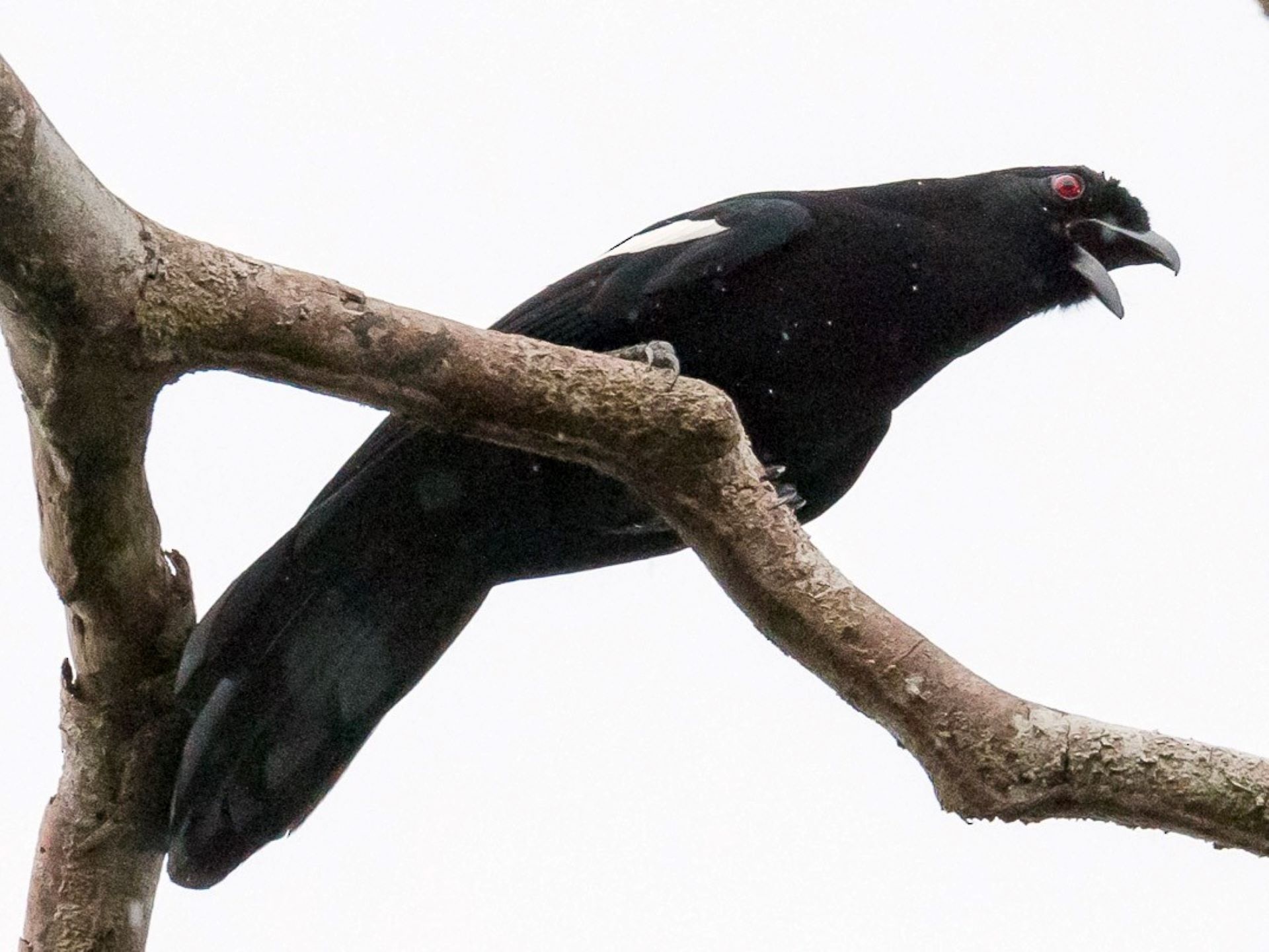 Por el impacto humano se habrían extinto 1.430 especies de aves