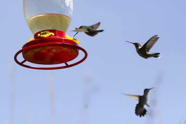 Ambientalista crea un santuario para los colibríes en México