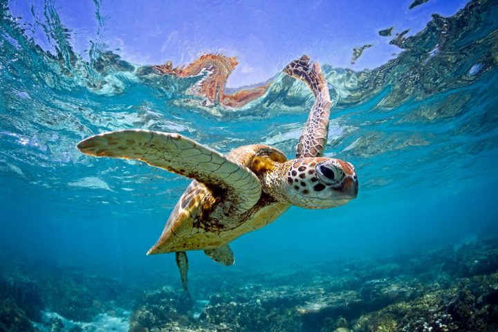 94 tortugas gigantes fueron liberadas en las Islas Galápagos