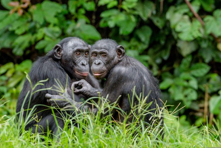 Los simios no olvidan a sus amigos, según estudio