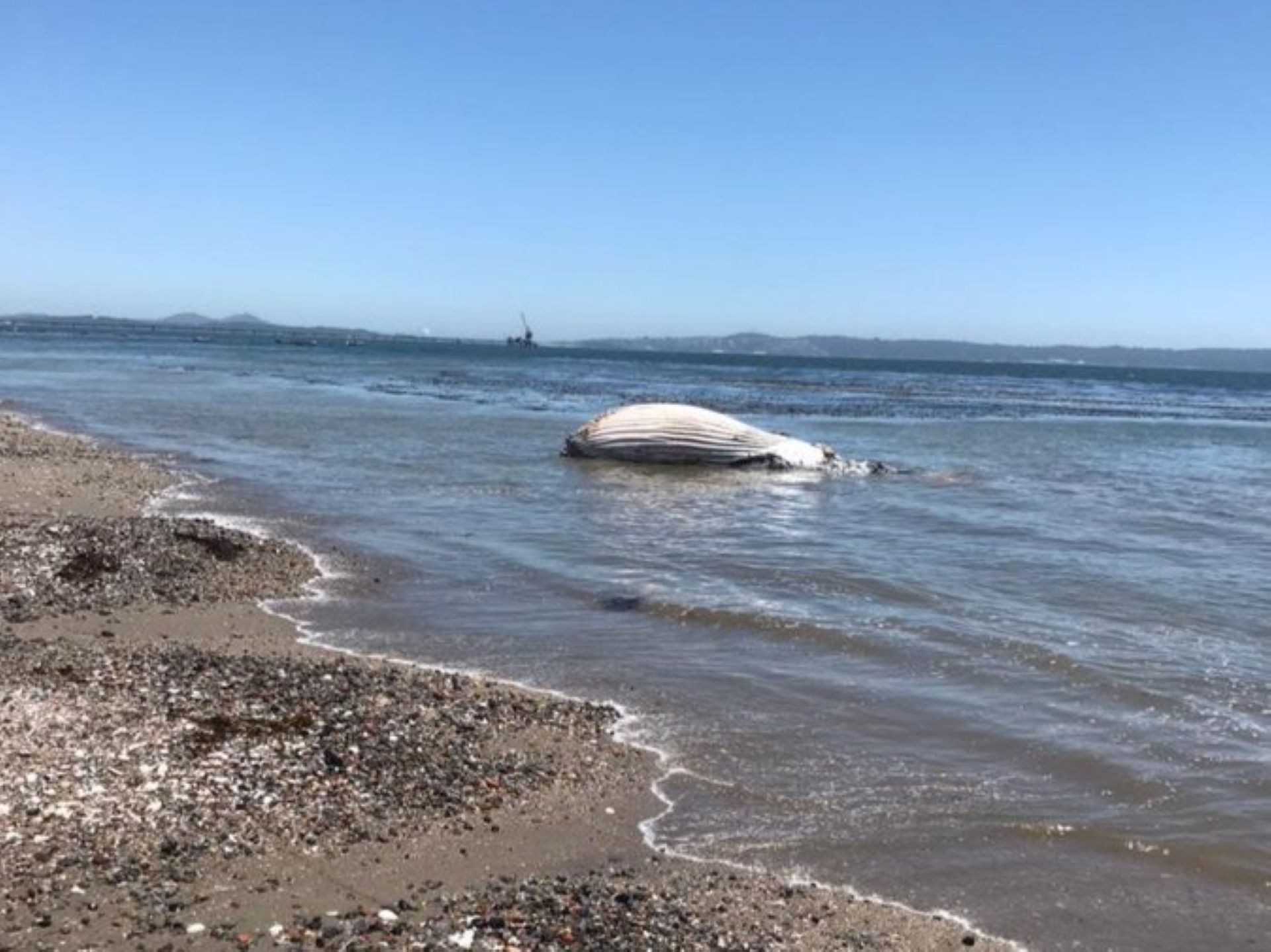 Ballena jorobada de 30 toneladas varó muerta en costa de Penco