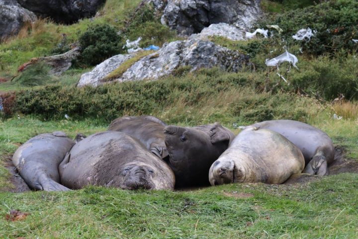 Vida silvestre endémica se recupera en Tierra del Fuego
