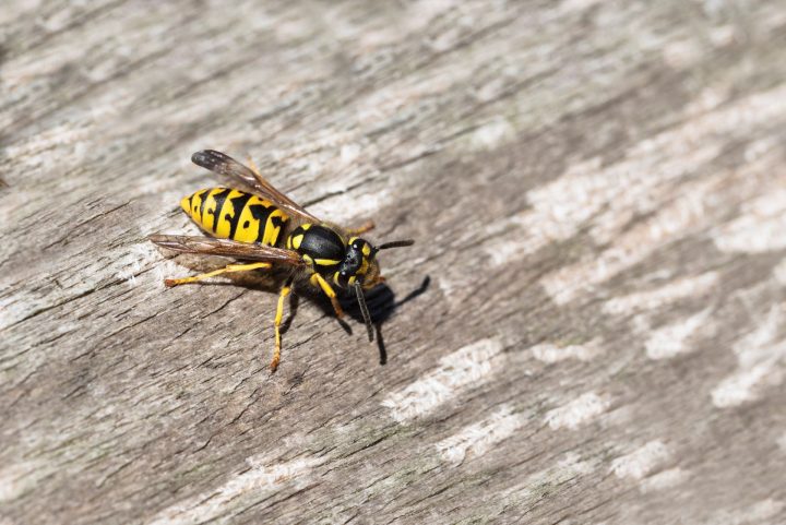Picadura de avispa o abeja: cómo debemos actuar