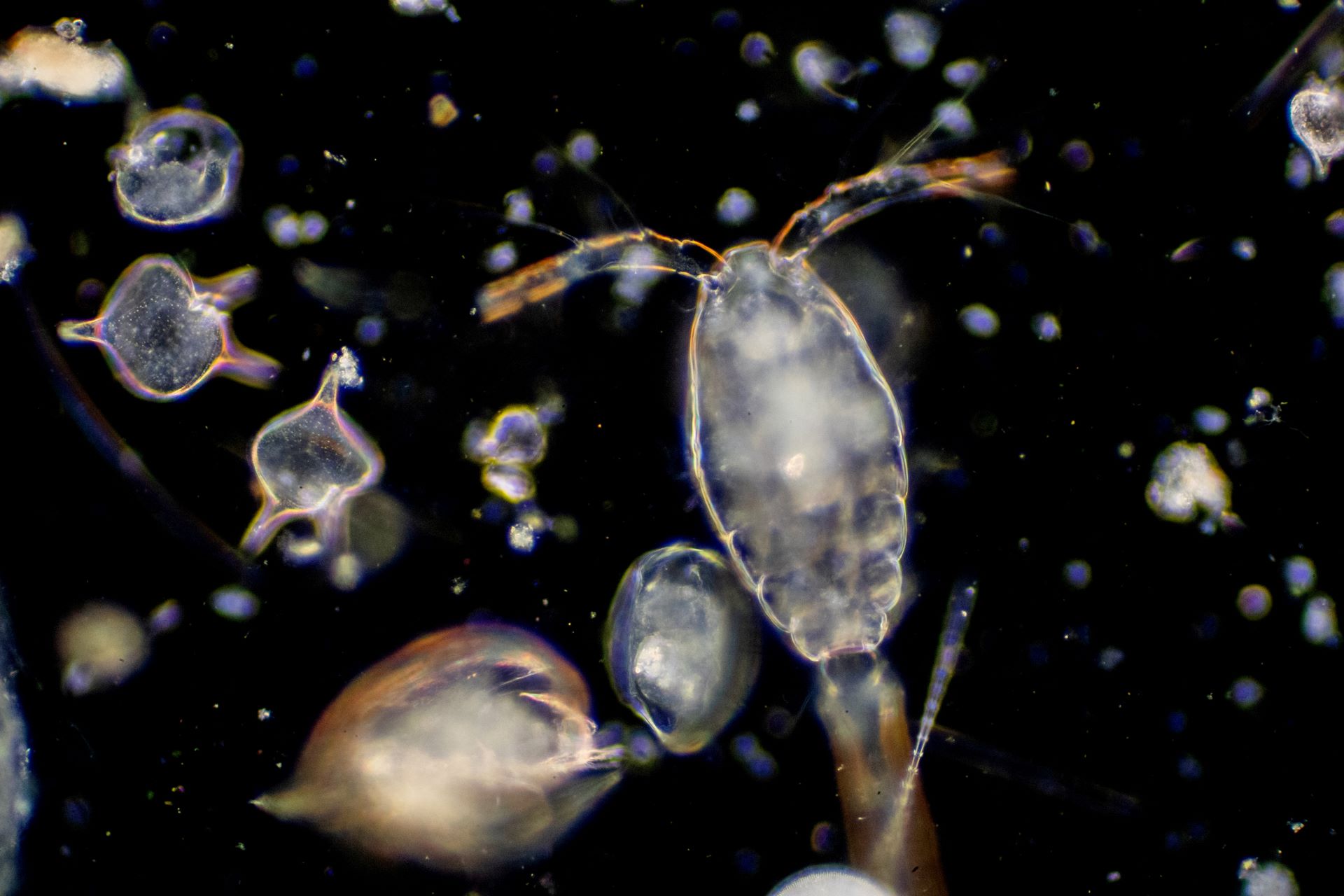 El potencial que abre el mayor estudio de ADN oceánico