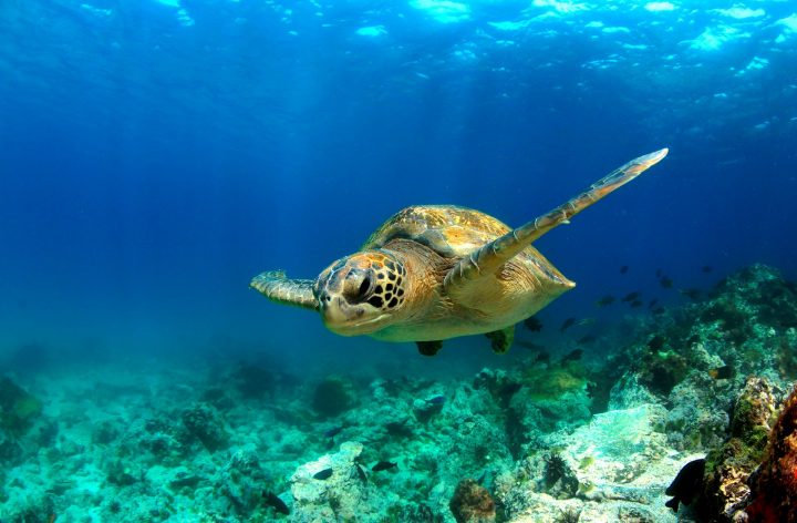 Islas Galápagos inician seguimiento de tortugas verdes